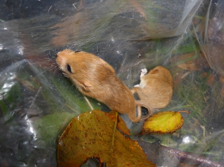 Baby dormouse by Gwen Hitchcock