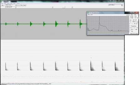 Soprano pipistrelle WAV file from the PeerSonic (analysed with TF32)