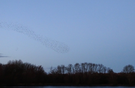 Starlings murmurating in a dusk sky over the Nene Wetlands