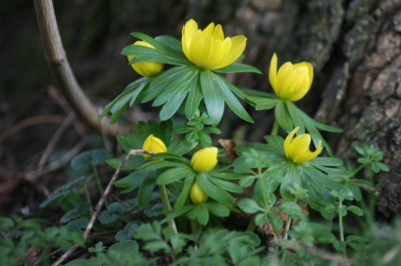 Winter aconites