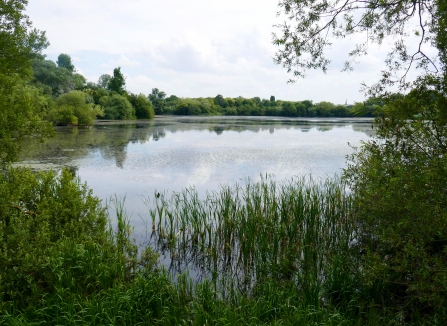 Nene Wetlands