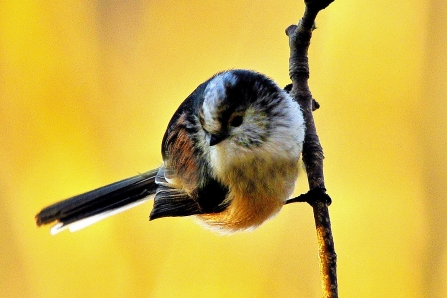 Long-tailed tit