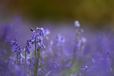 Bluebell carpet in an ancient woodland