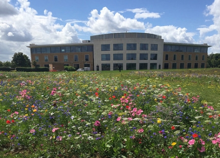 Wildflowers in bloom at Cranfield University