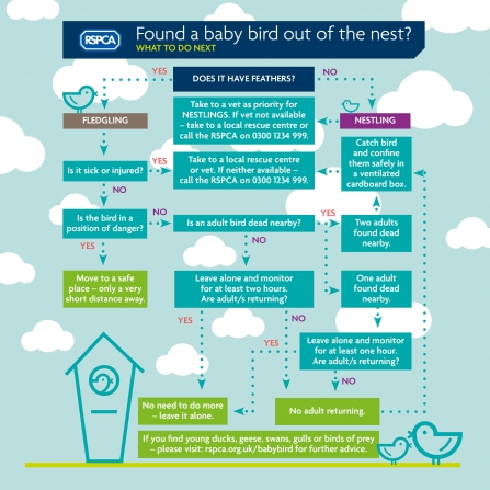 Baby bird infographic