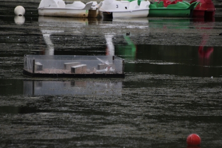 Common terns breeding at the Nene Wetlands