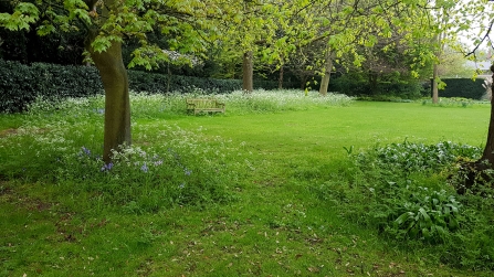New wildflower meadow at Downing College