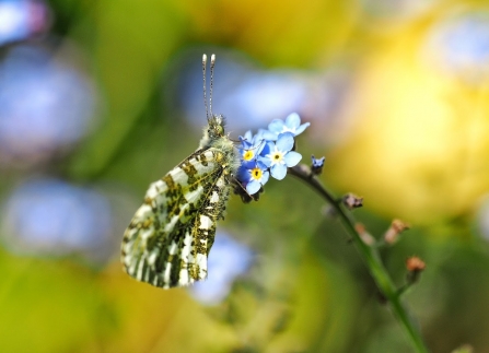 Orange Tip at Granta Park credit Darren Bast