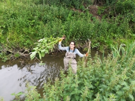 Himalayan balsam pulling