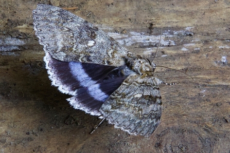 Clifden nonpareil - blue underwing - moth at Pitsford Water