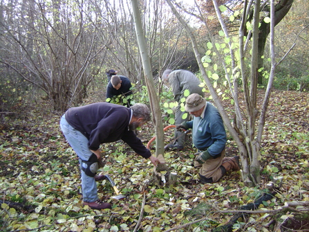 coppicing vols