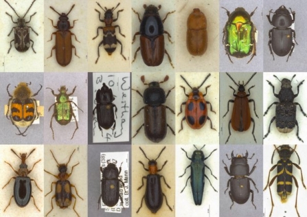 Selection of beetles associated with dead wood