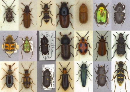 Selection of beetles associated with dead wood