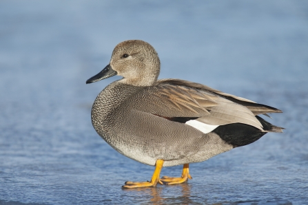 Gadwall male - Dabbling ducks