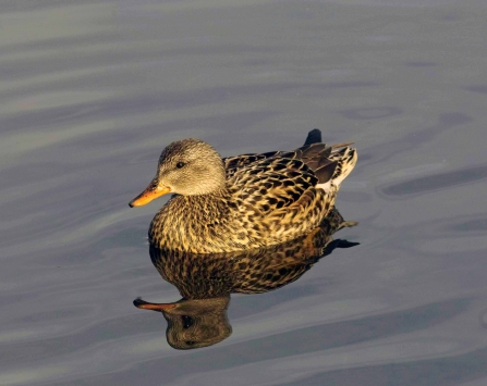 Gadwall female - Dabbling ducks