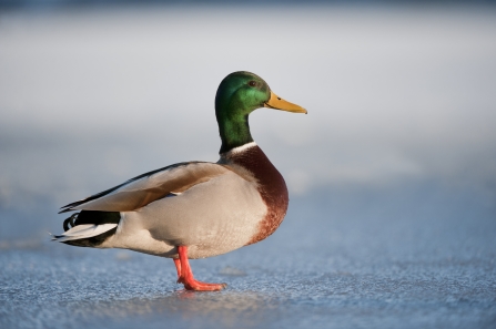 Male Mallard - Dabbling Ducks