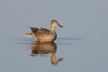 Female Shoveler - Dabbling Ducks