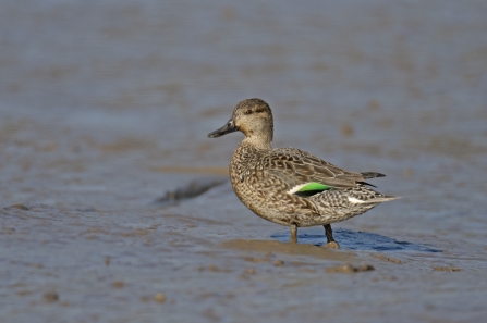 Teal Female- Dabbing Ducks