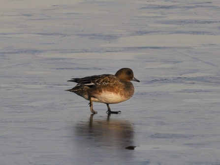 Female Wigeon - Dabbling Ducks