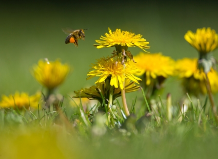 Bee and dandelion (c) Jon Hawkins