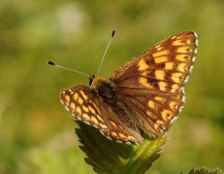 Duke of Burgundy (c) Brian Eversham