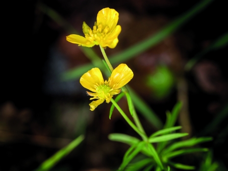 Gransden goldilocks buttercup