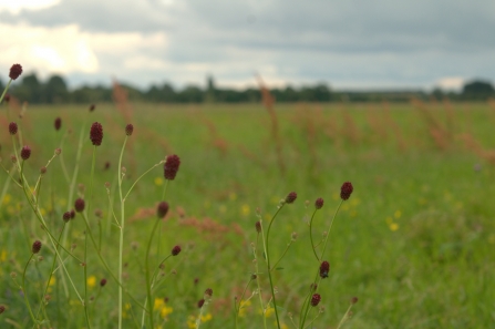 Great Burnet at Portholme Meadow