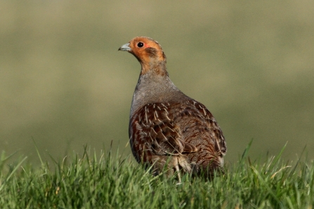 Grey Partridge - (c) Margaret Holland 