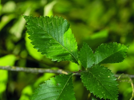 Jagged-leaved elm