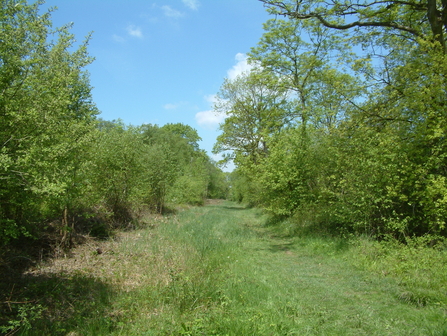 Image of Kings Wood