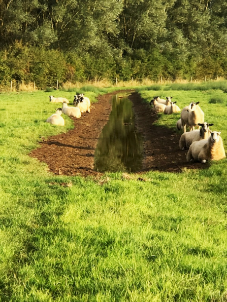 Sheep sitting alongside a ditch filled with water