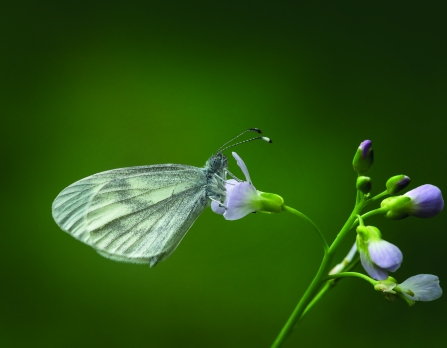 Wood white butterfly