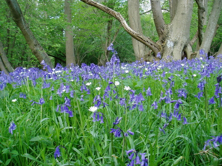 Bluebells in Short Wood