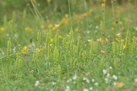 Musk Orchids