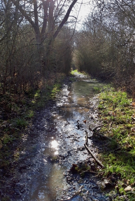 Saturated Brampton Wood ride by Matt Hamilton