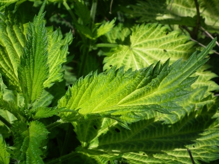 Stinging nettles 