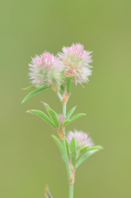 Hare's foot clover