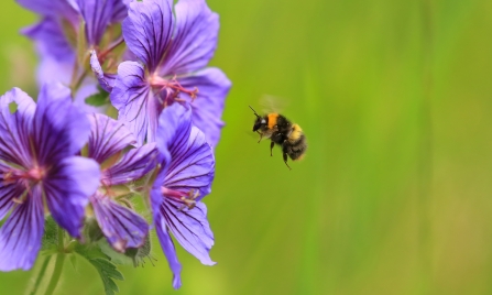 A bumblebee approaching a purple flower