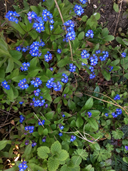 Forget-me-not in flower