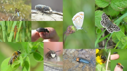Collage of a variety of insects