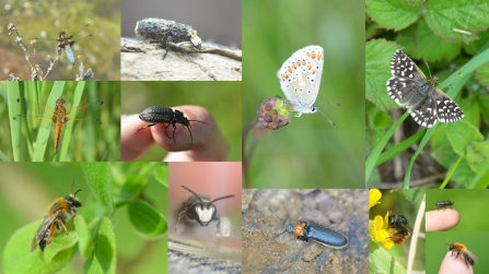 Collage of a variety of insects