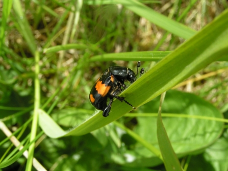 A sexton beetle