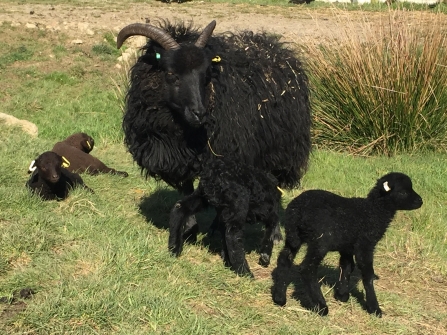 Heb sheep & lambs by Cathy Wainwright