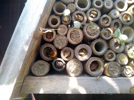 Solitary bee building a nest in a bee house