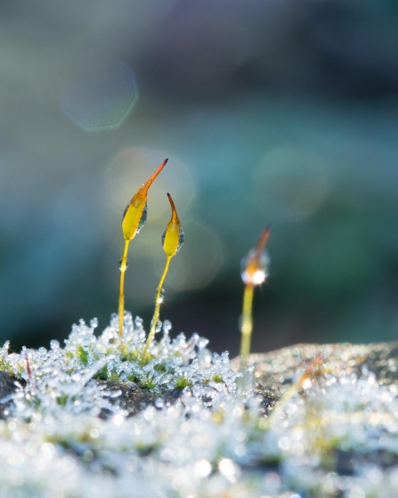 A close-up of wall-screw moss with dew