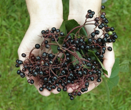 Elder berries by Alan Price Gatehouse Studio