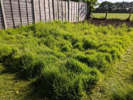 An area less mowed by Andrew Chapman