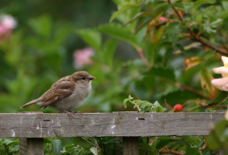 Juvenile house sparrow by Ian Rose