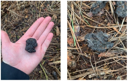 Owl pellet found on the ground