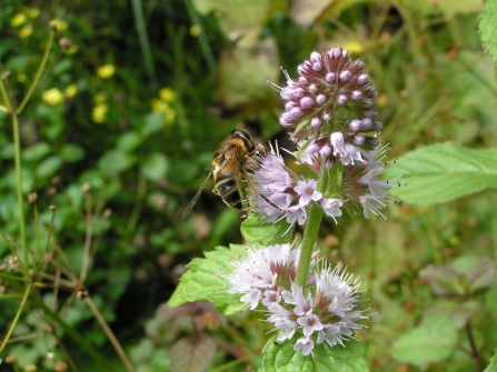 Hoverfly on water mint by Richard Burkmar